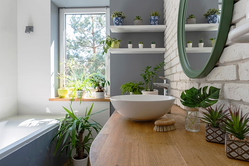 گیاهان مخصوص سرویس بهداشتی و حمام